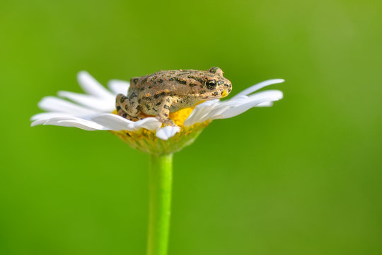 Frog  from water onto dry reed-mace leaf in natural background