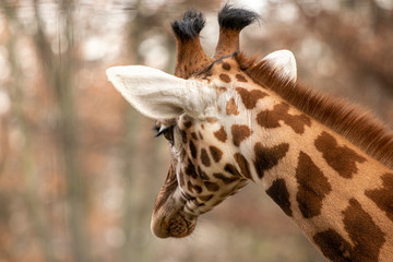 portrait of a giraffe head with big years