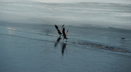 Canadian Geese on Ice