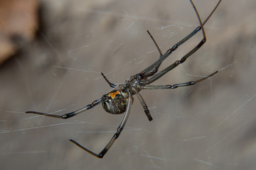 brown widow spider (Latrodectus geometricus)