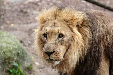 lion in a zoo resting and playing