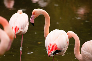 pink flamingo at a water front cleaning