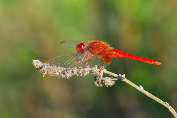 Macro shots, Beautiful nature scene dragonfly. 