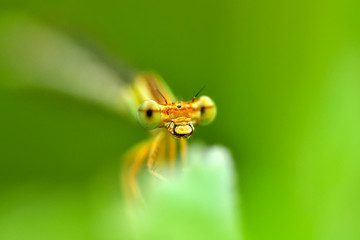 Macro shots, Beautiful nature scene dragonfly. 