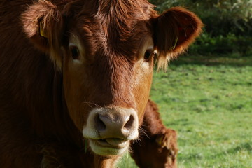 Eating Cow in the pasture, directly looking into the camera in Trier, Germany
