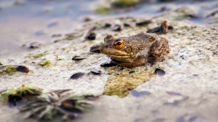 frog in pond
