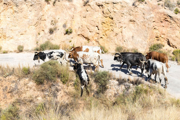 toro bravo español