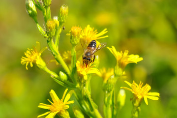 Beautiful  Bee macro in green nature 