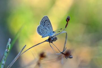 Closeup beautiful butterfly in a summer garden
