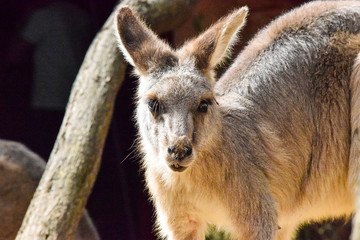 Wild Australian Kangaroo