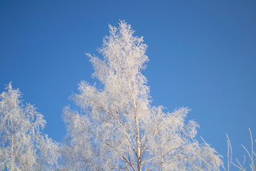 crowns and branches of trees covered with snow against the blue sky, frozen trees in the forest sky background