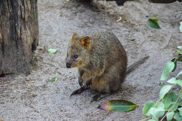 Cute Quokka