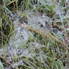 Ice & Grass