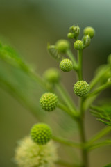 Green Dots Flower Detail