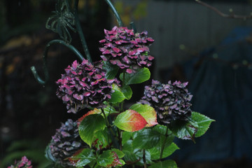 Aging Hydrangea