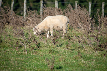 Naklejka na ściany i meble sheep in paddock