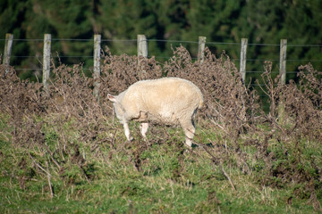 Naklejka na ściany i meble sheep in paddock