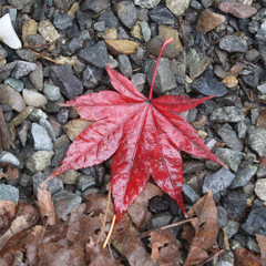 Red Leaf