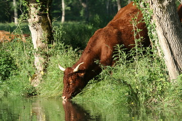 Vache salers Marais Poitevin