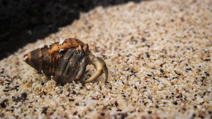 hermit crab