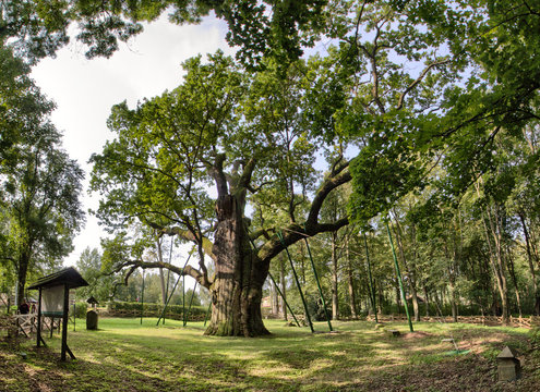 Bartek Oak - Natural Monument