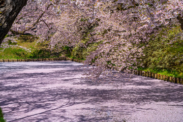 Fototapeta premium Hirosaki city cherry blossom matsuri. Clear blue sky springtime sunny day. Full bloom trees pink flowers starting to fall, Hanaikada petals raft at outer moat. Aomori Prefecture, Tohoku Region, Japan