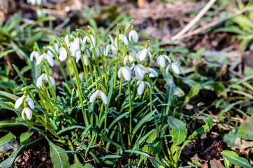 Blossoming snowdrops in the forest