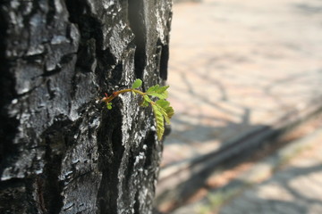 Young trees are growing in the park