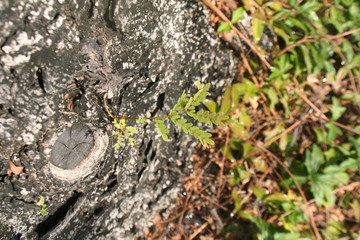 Young trees are growing in the park