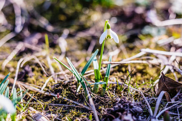Blossoming snowdrops in the forest