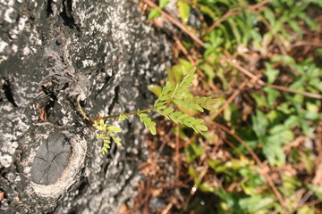 Young trees are growing in the park