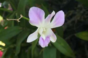Beautiful flowers and leaves in the park