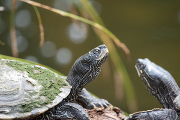 Schildkröte