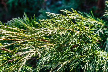 Green sprigs of the spring juniper