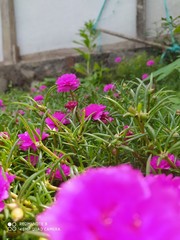 flowers in the garden