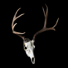 Mule Deer Buck - Rack with Full Skull on Black