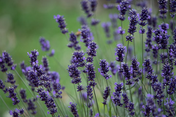 Lavendel