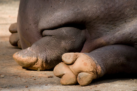 Pata do Hipopótamo
