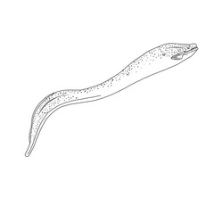 Coloring book for children and adults. Template for creativity and relaxation. Isolated vector illustration of a sea fish. Moray eel. Doodle style tattoos. Cute Cartoon Fish. Henna Mendy.