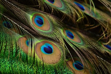 CLOSE-UP OF COLORFUL FEATHERS