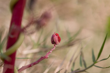 The macro picture of purple flower bud