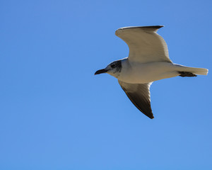 Seagull in flight solo 2