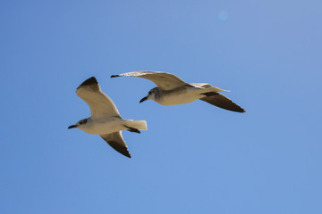 Pair of seagulls in flight