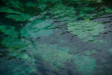 Cenote Cristalino, in Mexico one of the most beautiful in the region and very famous not only for its beauty, the color of its waters and vegetation, but for its proximity to Playa del Carmen