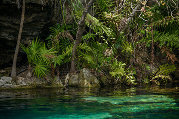 The Crystal Cenote in Quintana Roo , Mayan Riviera, Mexico is a natural area where you can find 3 open cenotes that include 1 small cave, ideal for snorkeling