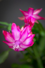 the Christmas Cacti don't seem to know it's already April...