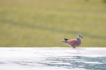 Birds come down to drink in the pool 