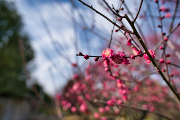 梅の花