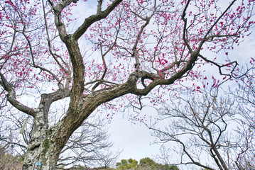 Obraz premium 梅の花