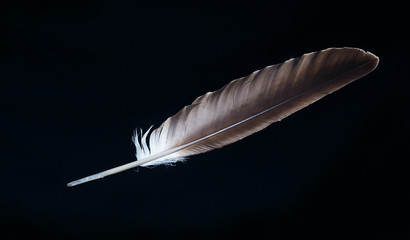 Eagle Wing Feather - Isolated on Black